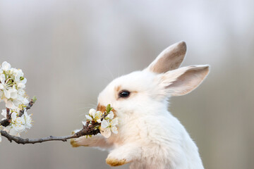 white rabbit reaches out to a flowering branch with its paws