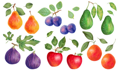 Hand drawn collection of fruits. Pear, plum, avocado, fig, apple and grapefruit. Healthy products, healthy eating. Watercolor and marker illustration. For the design of farm products, vegetarian store