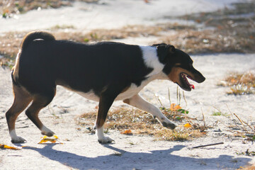 Dogs of the Jack Russell Terrier breed on an autumn background.