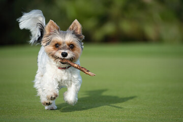 Happy Biewer Yorkshire Terrier dog running in the grass with stick toy for dogs outdoors on a sunny...
