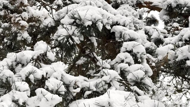 View of snow-covered pine branches at woodland. White fluffy snow lying on piny twigs at park. Beautiful landscape in frozen forest at winter day. Close up Slow motion