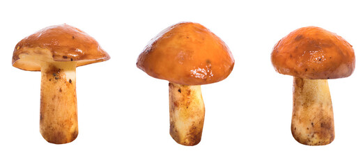 Three edible mushrooms set Suillus luteus in PNG isolated on transparent background
