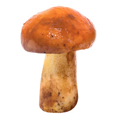 Edible mushroom Suillus luteus in PNG isolated on transparent background