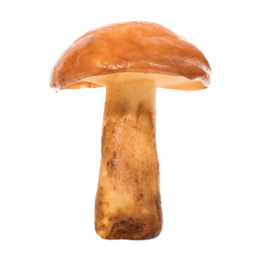 Edible mushroom Suillus luteus in PNG isolated on transparent background