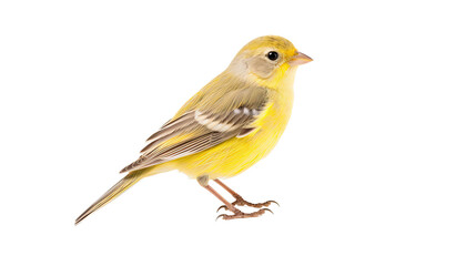 Fototapeta premium Busarellus bird isolated on a transparent background