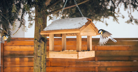 birds eating from the feeder in winter - obrazy, fototapety, plakaty