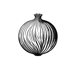 onion vector hand drawn black and white