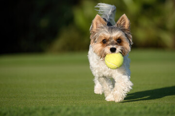 Happy Biewer Yorkshire Terrier dog running in the grass with ball toy for dogs outdoors on a sunny day. Funny puppy playing with dog toy