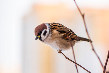 A tree sparrow sits on the top branch of a bush in the city on a cloudy winter day.