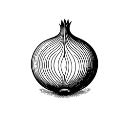 onion vector hand drawn black and white