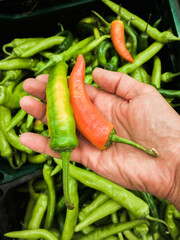 .Pods of hot pepper on the hand against the background of a box