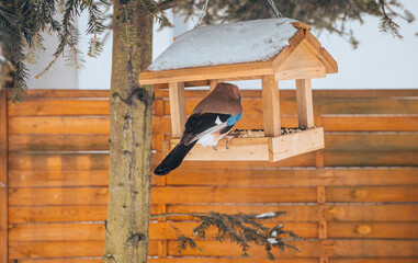 birds eating from the feeder in winter