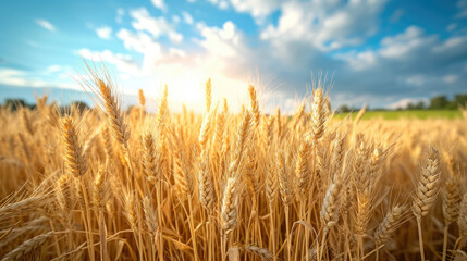 Naklejka premium Wheat crops in field under sky on sunny day 