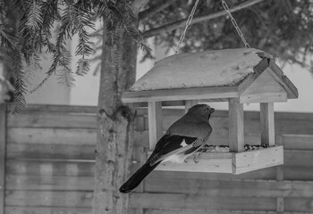 birds eating from the feeder in winter