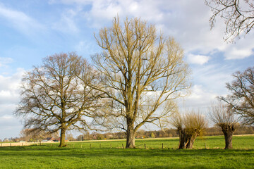 Obraz premium German countryside landscape with tree, Lower Rhine Region, Germany