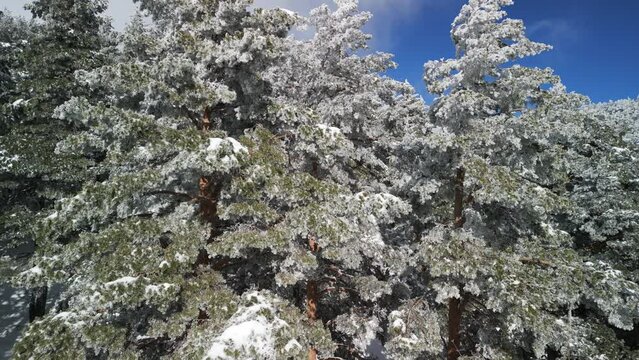 Trees with snow at the mountains of Navacerrada