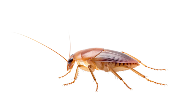 Cockroach isolated on a transparent background