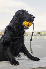 Portrait of black flat-coated retriever walking and playing on the asphalt street, purebred dog against the backdrop of urban