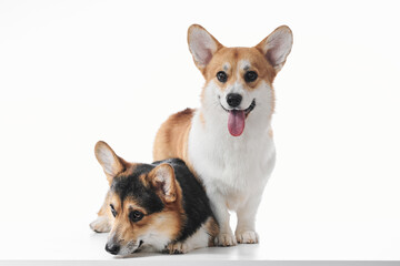 Pembroke Welsh Corgi portrait isolated on white studio background with copy space, family of two purebred dogs