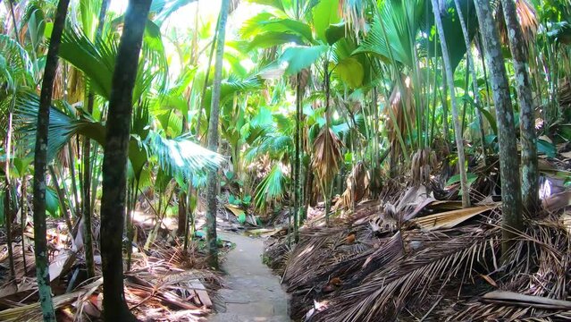 First person view of a walk in Valle de Mai. Praslin island, Seychelles