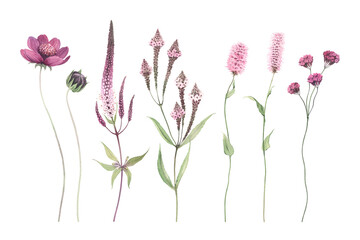 Floral botanical set with purple and pink flowers on tall stems, watercolor isolated design elements, delicate plants for invitation or greeting cards, wallpapers or nature illustration.