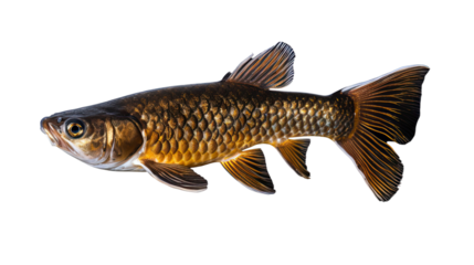 Drepaneidae fish isolated on a transparent background