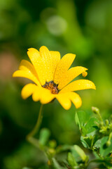 yellow flower with dew