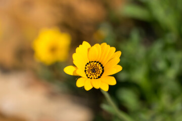 Beautiful pot marigold flower