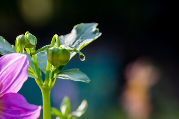 close up of a water on leaf