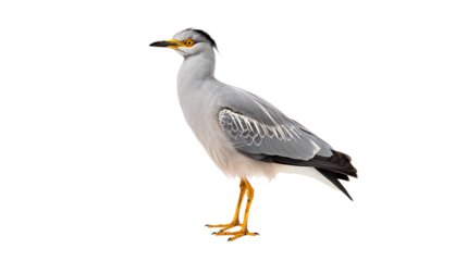 Elanoides bird isolated on a transparent background