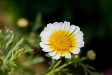 Fototapeta premium beautiful Daisy Asteraceae flower