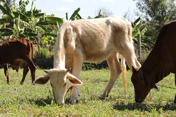 Cows on the grass field.