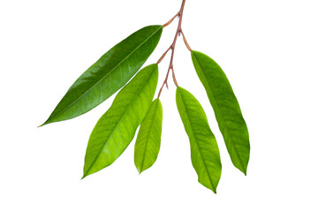 Durian leaves on white background.