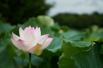 初夏の空に向かって咲く蓮の花