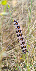 A close-up view of the colorful and beautiful design of the butterfly caterpillar (Cethosia cyane) on the mountainside