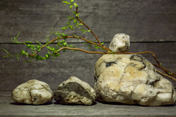 Beautiful stones on wooden background with willow tree. High quality photo