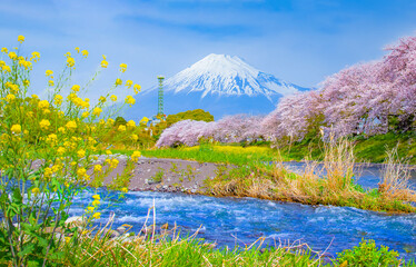 Fuji mountain and Sakura Trees along Uruigawa river in springtime, Fujinomiya , Shizuoka, Japan