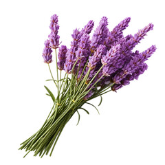 Fototapeta premium lavender isolated on white, PNG