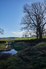 Obraz premium January midday and the bright sun turns the leafless trees into wintery silhouettes. Breary Banks. Masham, North Yorkshire. UK