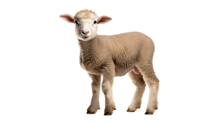 Lamb isolated on a transparent background