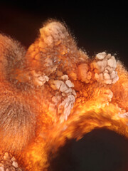 Huge fire surge with orange flame swirls. 3d rendering digital illustration