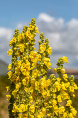 Obraz premium Mollein flowers at the coast in Sussex