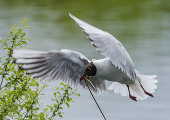 Black headed gull coming in to land with nesting materials
