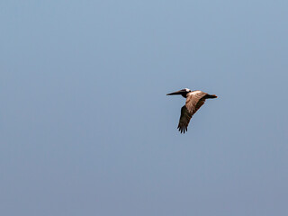 Large Bird Soaring Through a Blue Sky