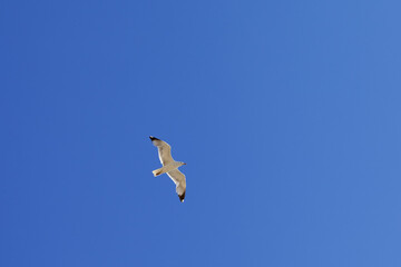 Seagull hover in clear blue sky - 705025574