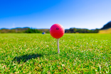 青空のゴルフ場・ティーグラウンドにティーアップされたかわいいピンクのゴルフボール（千葉県富津市）
