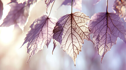 Obraz premium autumn leaves in sunlight