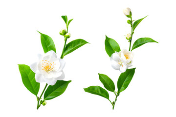 Fototapeta premium Set of tea flowers on white transparent