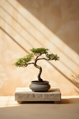 Zen Japanese Bonsai Tree in a ceramic pot against a minimalistic beige earth tone concrete wall background. Tranquility, Meditation, calm, peace concept banner with copy space.