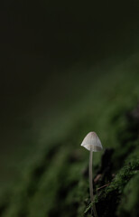 Mushroom close up in autumn forest